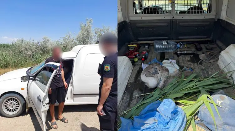 Doi pui de lebădă, răpiți din natură și găsiți în portbagajul unei mașini la Cahul