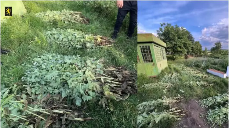 VIDEO Descoperire neașteptată la Cruzești. Peste 200 de plante de mac creșteau în curtea unei femei de 28 de ani