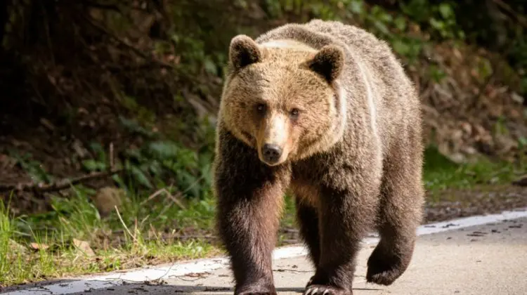 O turistă din Ucraina, atacată de urs pe Transfăgărăşan