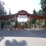 VIDEO Două civete albe și doi kinkaju, noii locatari ai Grădinii Zoologice din Chișinău