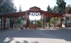 VIDEO Două civete albe și doi kinkaju, noii locatari ai Grădinii Zoologice din Chișinău