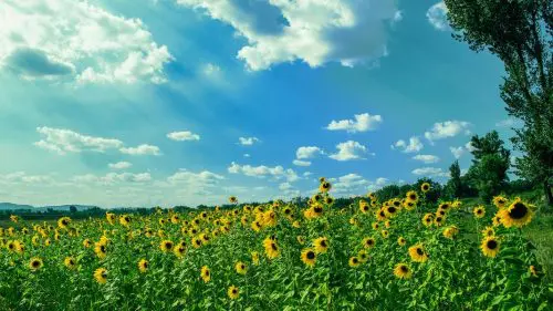 Vreme caldă la sfârșit de august: până la 32 de grade în Moldova