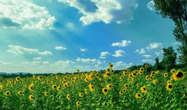 Vreme caldă la sfârșit de august: până la 32 de grade în Moldova