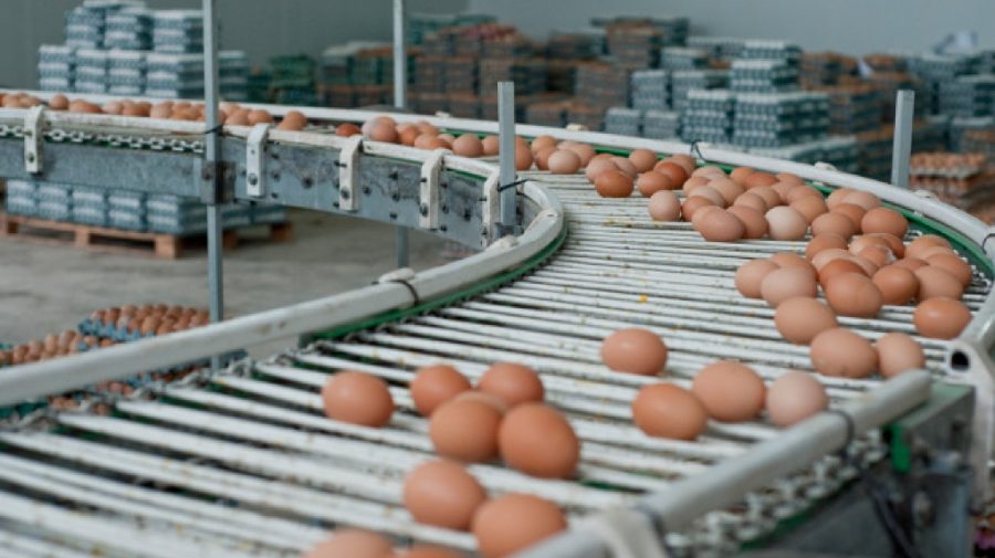 Moldova, spre calea de a obține dreptul de export în UE de carne de pasăre și ouă categoria B