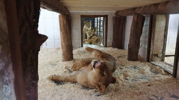 „Zina, Galina, Maia și Igoraș”. Internauții au propus nume ingenioase pentru cei patru lei noi de la Grădina Zoologică