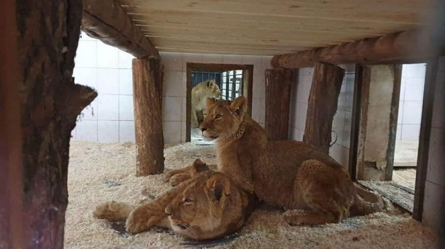 (FOTO) Grădina Zoologică din Chișinău a devenit gazda a patru lei africani