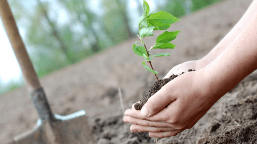Hai Moldova la plantat copaci! Peste 12 000 de arbori vor fi sădiți în zona râului Ichel