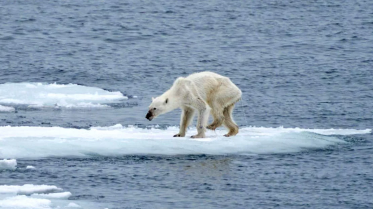 Oceanul Arctic a început să se încălzească cu mult mai devreme decât credeau oamenii de știință