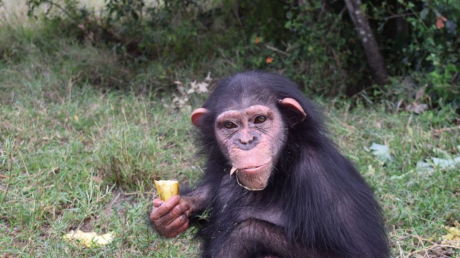 Semne de întrebare! O femelă-cimpanzeu crescută de oameni și trimisă pentru a fi reintrodusă între maimuțe a fost ucisă