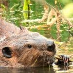 Doi pui de castor s-au născut în sălbăticie, în estul Angliei, pentru prima dată după mai bine de 500 de ani