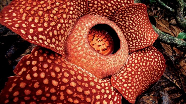 VIDEO Cea mai mare floare de pe planetă! Are miros de cadavru. Privește cum se deschide!