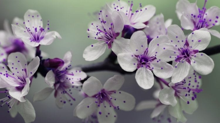 Crenguța, Ghiocel… Ce nume se sărbătoresc de Florii