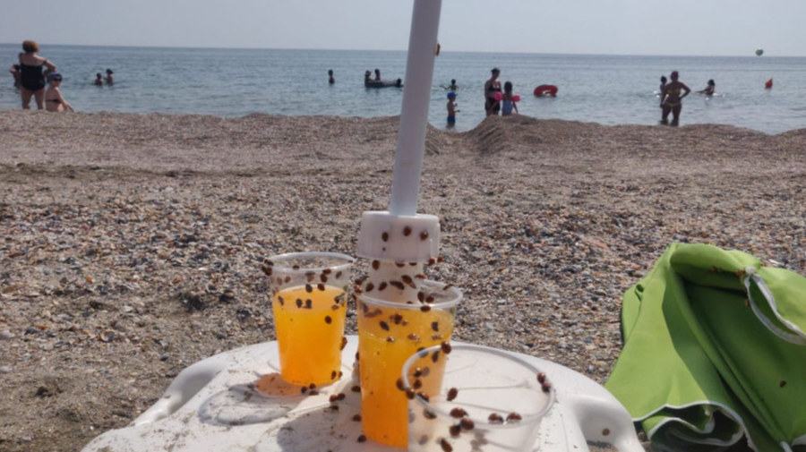 VIDEO Buburuzele au invadat câteva plaje din România. Pentru a scăpa de insecte, turiştii se refugiază în apă