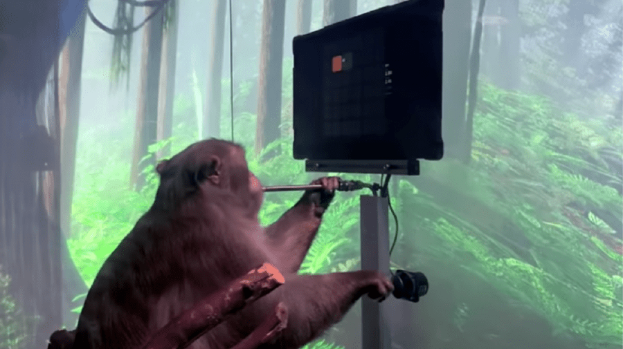 (VIDEO) O maimuță joacă telepatic ping-pong la calculator