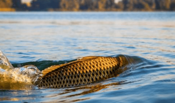 De azi, este permis pescuitul scrumbiei de Dunăre
