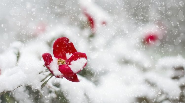 Meteorolog român: Acest aprilie va intra în topul celor mai reci din istorie