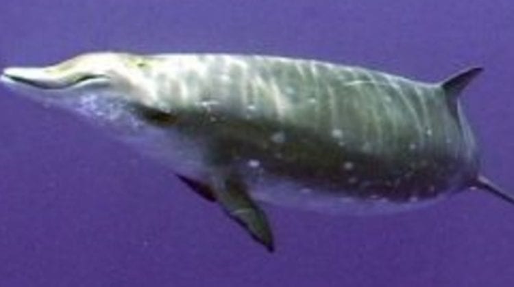 Dezastru ecologic. 16 kg de plastic găsit într-o balenă eșuată în Franța
