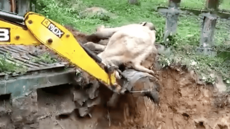 (VIDEO) Momentul în care un elefant blocat într-o groapă de noroi este salvat cu excavatorul