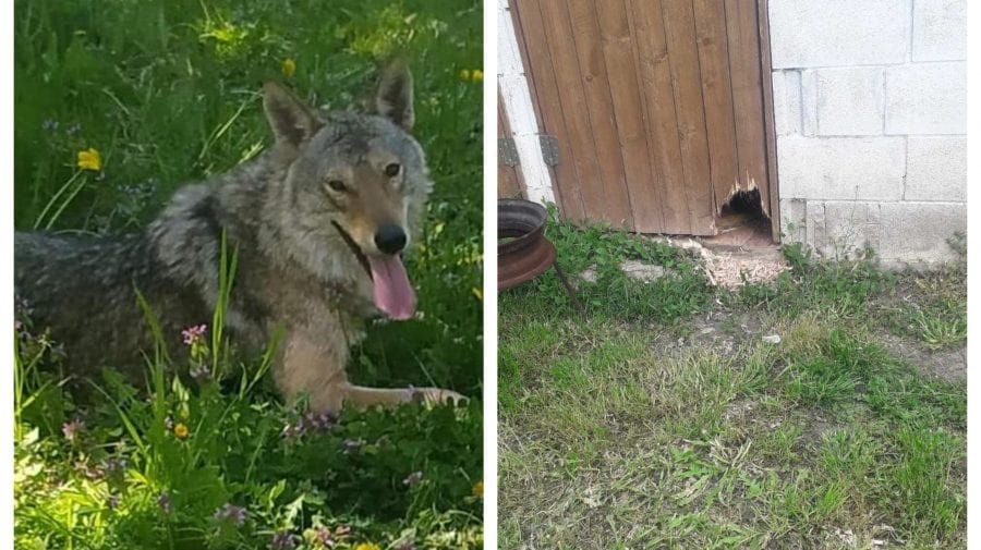 Alertă la Dănceni! Un lup se plimbă prin localitate după ce a fost prins ieri în sat, iar noaptea trecută a evadat