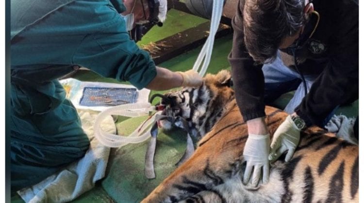 Prima operație în lume la un tigru căruia s-a reușit salvarea ochiului bolnav