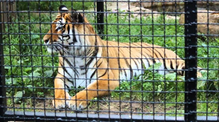 S-a stins din viață angajatul ZOO care a fost mușcat de un tigru
