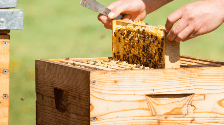 Apel de protejare a albinelor: Rolul apiculturii este extrem de important în economia țării