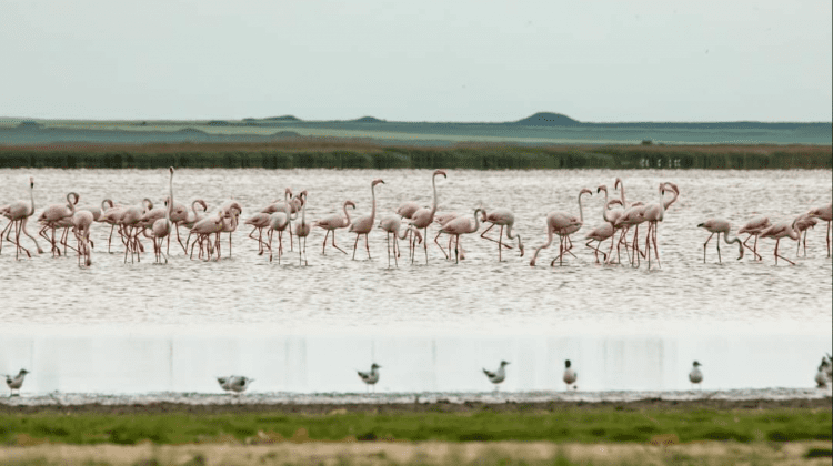 (FOTO) Apariție exotică în Delta Dunării. Peste 100 de păsări flamingo au fost observate