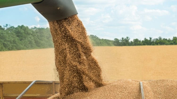 O recoltă de grâu mai mică în 2022 din cauza secetei. Ministrul Agriculturii: Vom majora cantitatea în rezerva de stat
