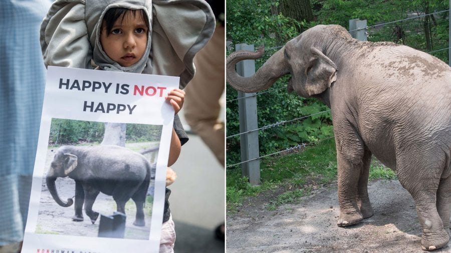 O curte americană va analiza primul proces al unui elefant împotriva unei grădini zoologice