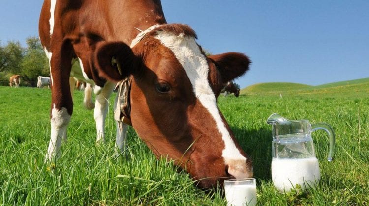 Mai puțin lapte în Moldova! Producția a scăzut cu 38% în ultimii 10 ani