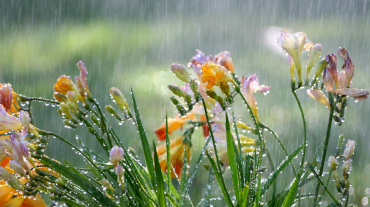 Ultima zi de primăvară ne aduce ploi pe tot teritoriul țării. Ce temperaturi se vor înregistra în termometre