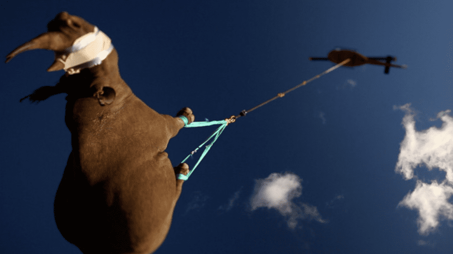 Știai că?! De ce rinocerii sunt transportați cu capul în jos pe cale aeriană