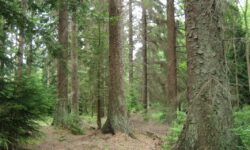 Pădurile Moldovei, mai protejate? Noul Cod Silvic a fost aprobat de Parlament
