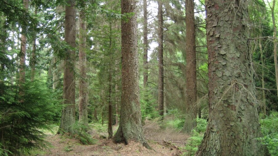 Vânzarea spațiilor unde au fost proiectate păduri, dar nu s-au plantat, condiționată. Obligațiile cumpărătorului