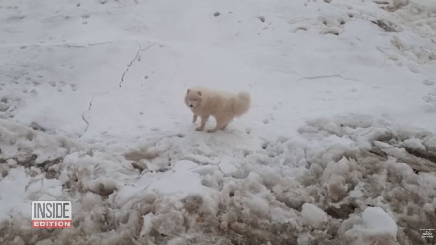 (VIDEO) Un căţel din Rusia a plutit pe o bucată de gheaţă șapte zile. Cine l-a salvat