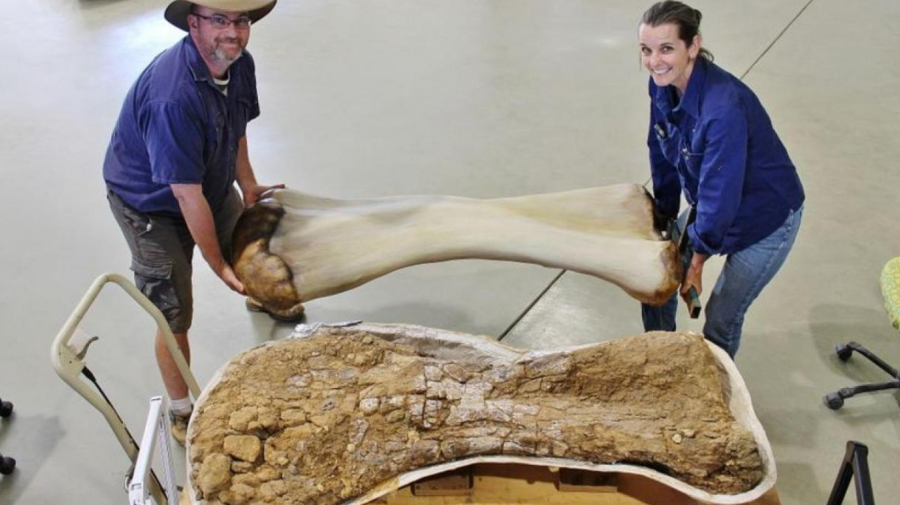 Unul dintre cei mai mari dinozauri din lume a fost descoperit. Australotitanul avea lungimea unui avion de pasageri