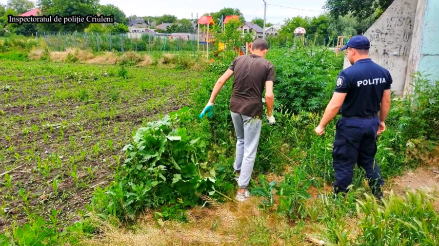 VIDEO Persoanele care cultivă ilegal plante cu conținut narcotic, ATENȚIE. Operațiunea „Mac-2021”, în plină desfășurare