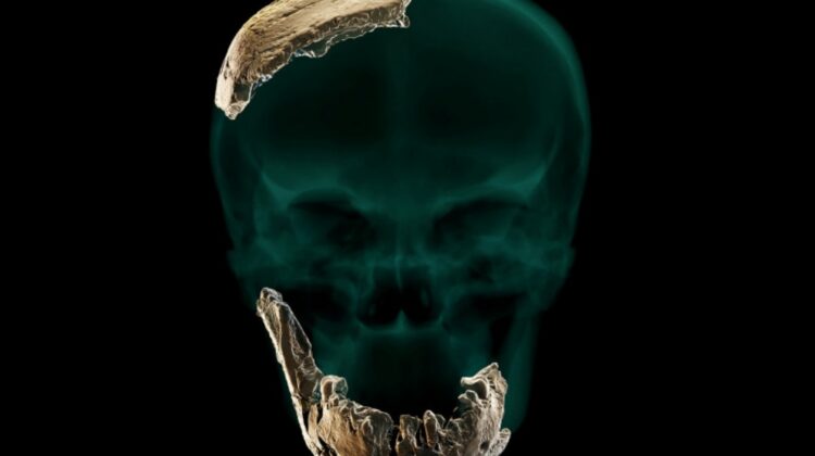 FOTO A fost descoperită o nouă specie de om preistoric! Diferă de noi, prin dinți mai mari. Nu are nici bărbie