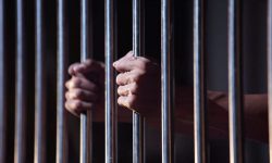 Șase luni de arest pentru doi papagali furați. Un român stabilit în Belgia – acuzat