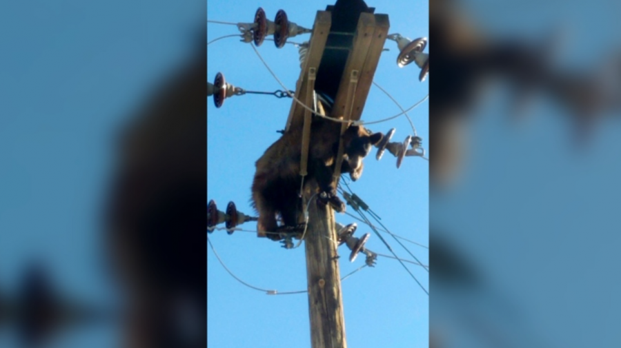 (VIDEO) Un urs la înălțime! A urcat pe un stâlp de înaltă tensiune și a rămas blocat
