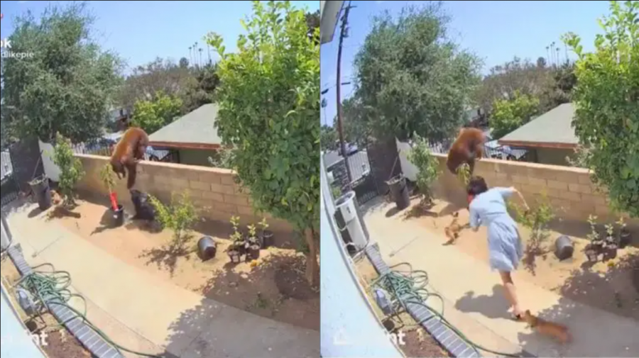 (VIDEO) Să vezi și să nu crezi! O femeie a intrat în luptă cu un urs pentru a-și salva câinii