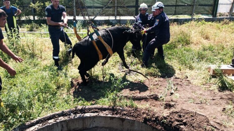 FOTO, VIDEO O vacă, căzută într-o gură de canalizare în Chișinău! Cum a ajuns acolo?