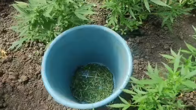 VIDEO Plante de cânepă, crescute și îngrijite într-o seră din Glodeni. „Vinovatul”, un bărbat de 66 de ani