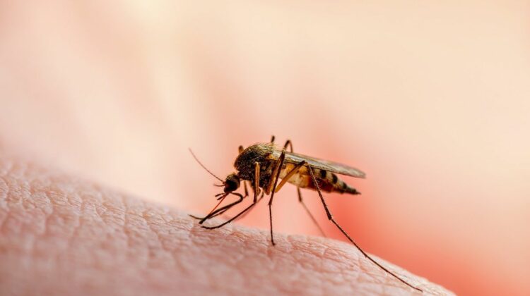 Simptomele infecției cu virusul West Nile