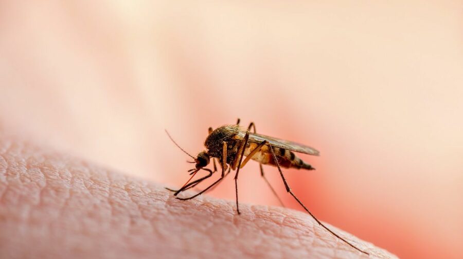 Simptomele infecției cu virusul West Nile