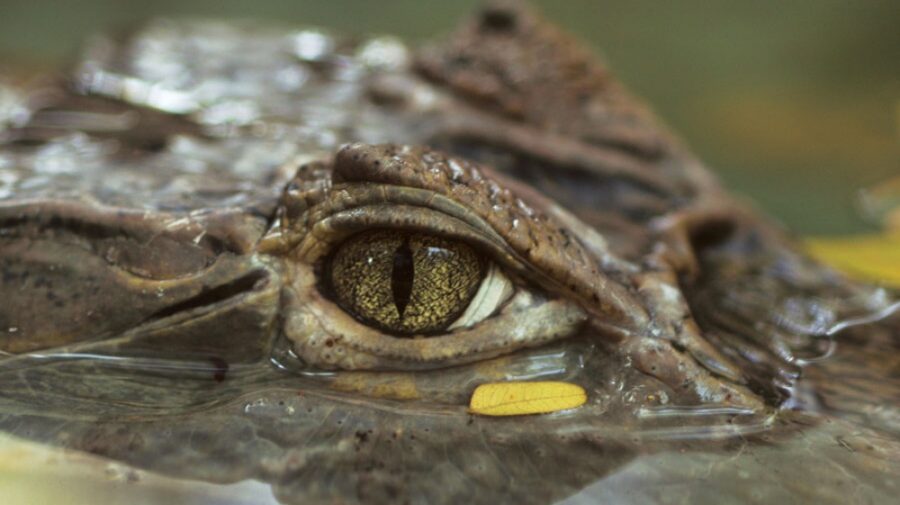 A fost descoperit un schelet vechi de 150 de milioane de ani, considerat un strămoș al crocodilului din zilele noastre