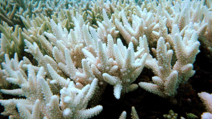 Marea Barieră de Corali nu a intrat pe lista patrimoniului mondial în pericol. Oamenii de știință sunt însă îngrijorați