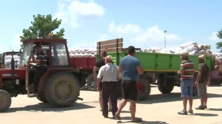 Fermieri români aruncă pe câmp tone de legume! Sunt nemulțumiți de prețurile prea mici din piață