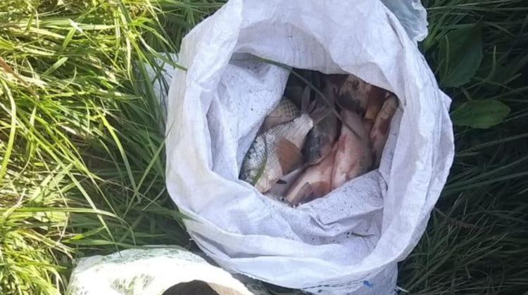 VIDEO Surprinși în timp ce scoteau din apă plasele cu pește. Doi bărbați, amendați pentru pescuit ilegal