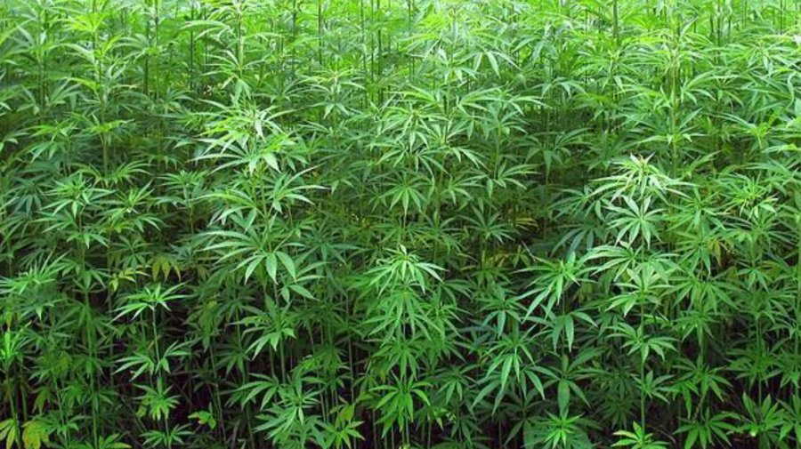 VIDEO Plante de cânepă – crescute în câteva localități din Orhei. Ce spun polițiștii
